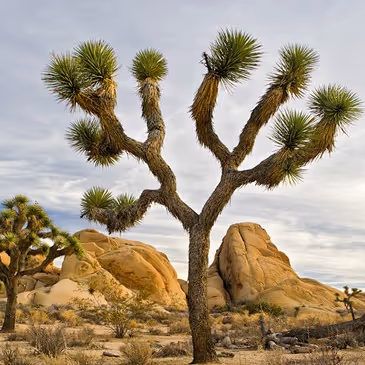 A large tree with a rock in front of it.