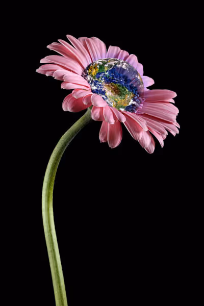 Fleur rose dont le centre est remplacé par une image de la Terre vue de l'espace sur fond noir.