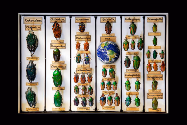 Display case with various colorful beetle specimens arranged in columns, labeled with scientific names, and a small globe in the center.