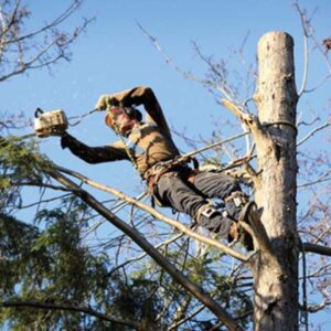 Tree Removal Project on Anderson Dr, Johnson Creek, WI 53038 - Tree Wise Men LLC