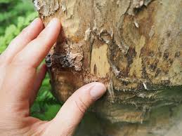 what happens if you remove the bark from a tree