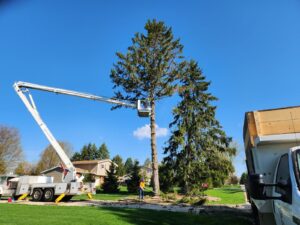 Professional Tree Removal Service Completed Near Riverside, Janesville, WI