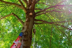 Tree Removal Service in Evansville WI