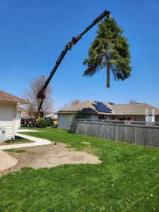Tree Removal on Elida St Janesville