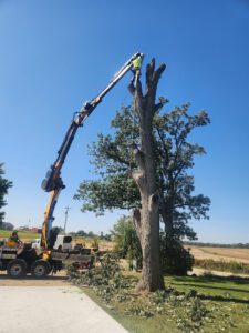 Professional Tree Removal on Tripp Rd, Janesville, WI | Tree Wise Men LLC