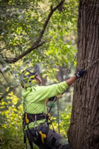 Benefits of Tree Wise Men LLC