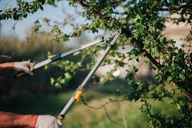 How Does Tree Care Service Help Maintain Healthy Trees on My Janesville Property?