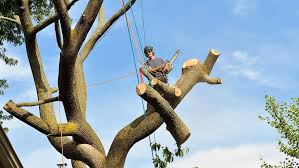 how to check if a tree service is insured