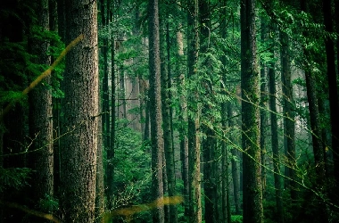 Tree Wise Men is Janesville ISA Certified Arborists — Janesville, WI — Tree Wise Men LLC