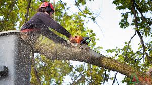 How to Find a Good Tree Removal Service