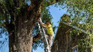 Who to Call for Sick Trees