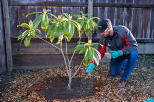 Who to Call for Sick Trees