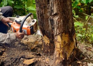 Does Tree Removal Increase Property Value?