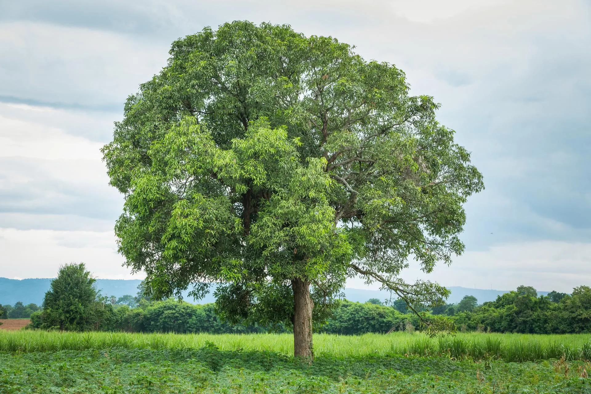 SIGNS YOU MAY NEED TREE REMOVAL SERVICES