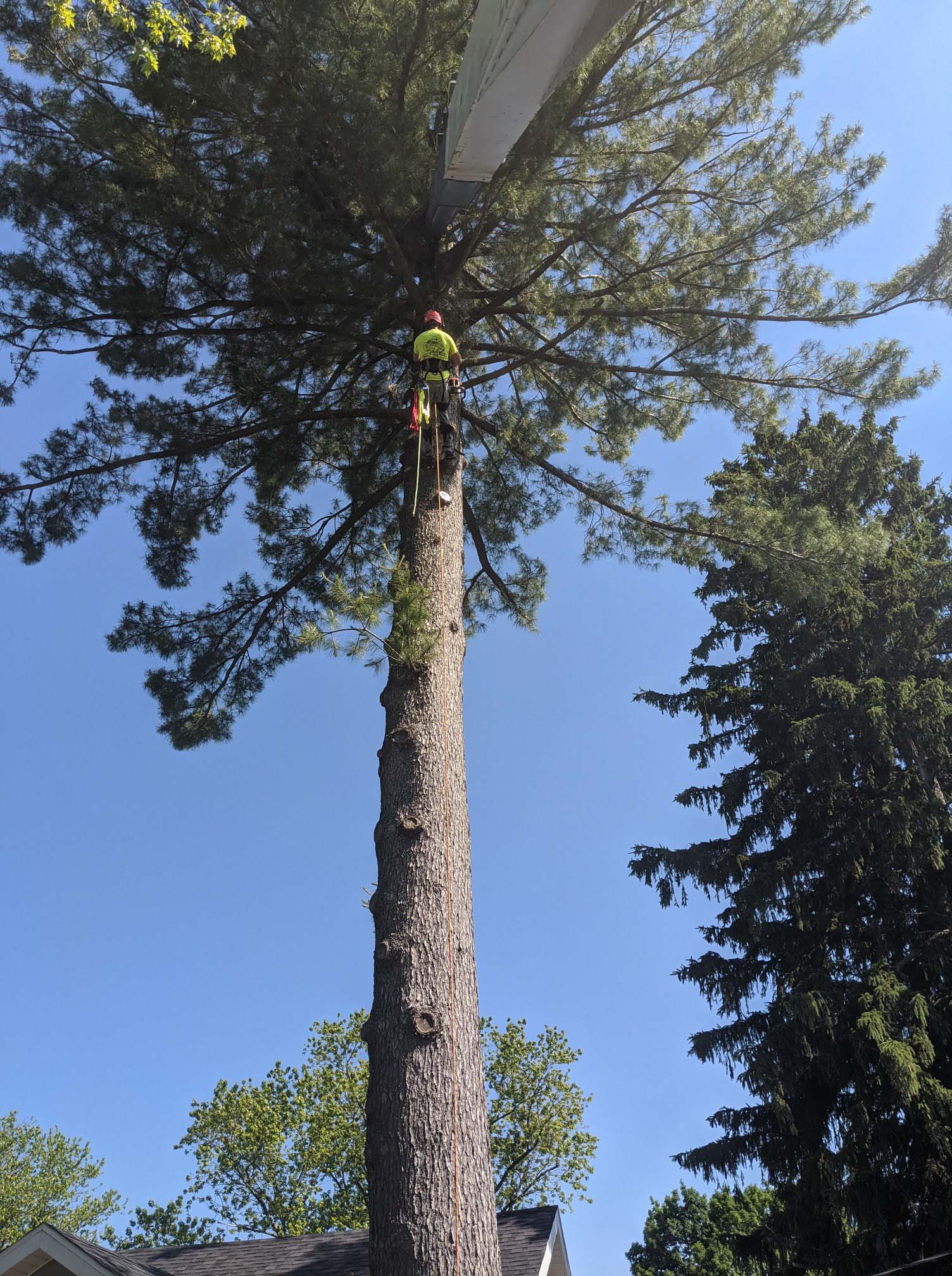 ISA certified arborist performing tree trimming and pruning service in Southern Wisconsin