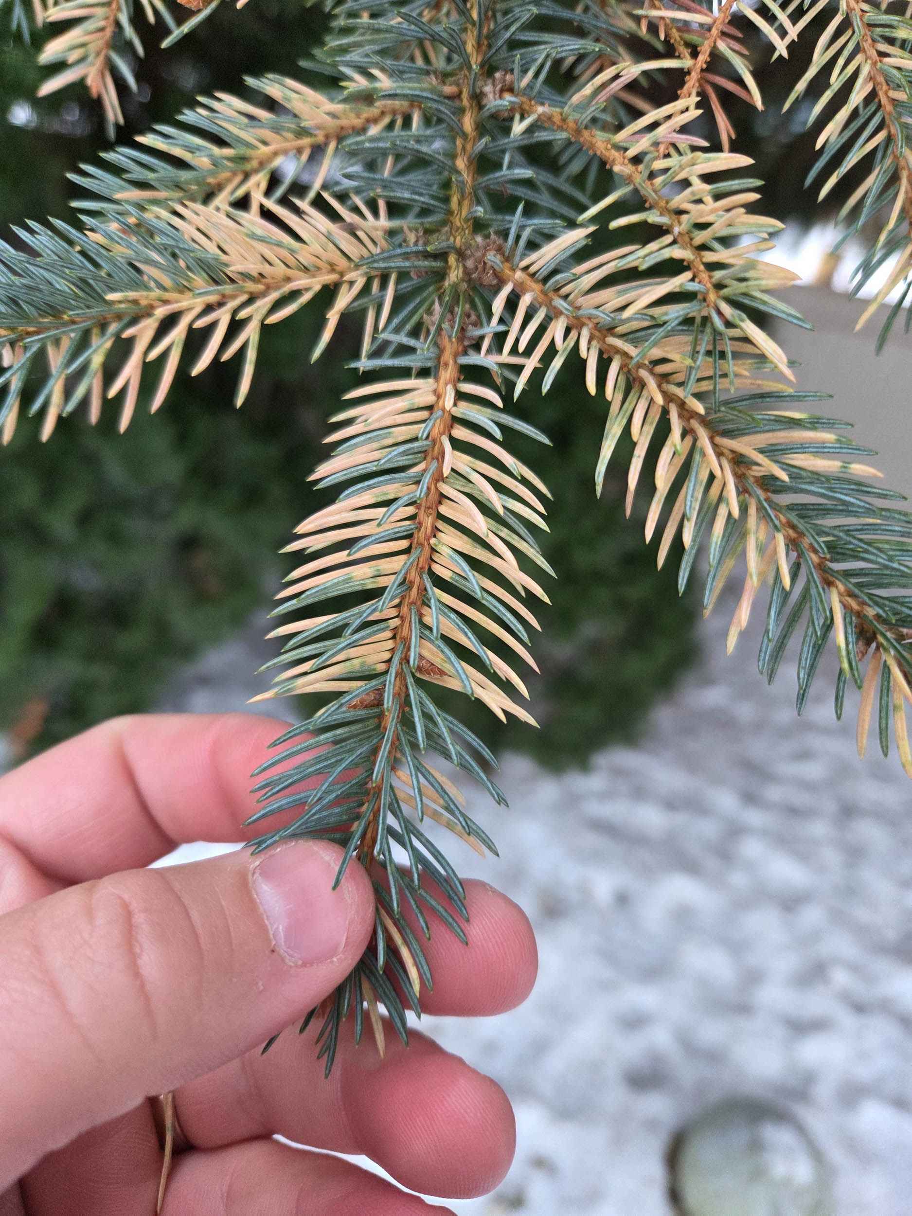 Tree health diagnostics and treatment by ISA certified arborists at Tree Wise Men LLC