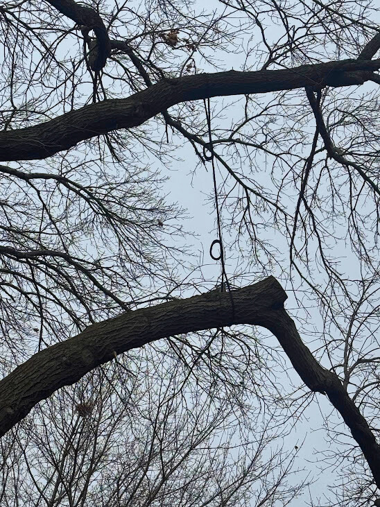 Tree cabling and bracing service for structural support by certified arborists