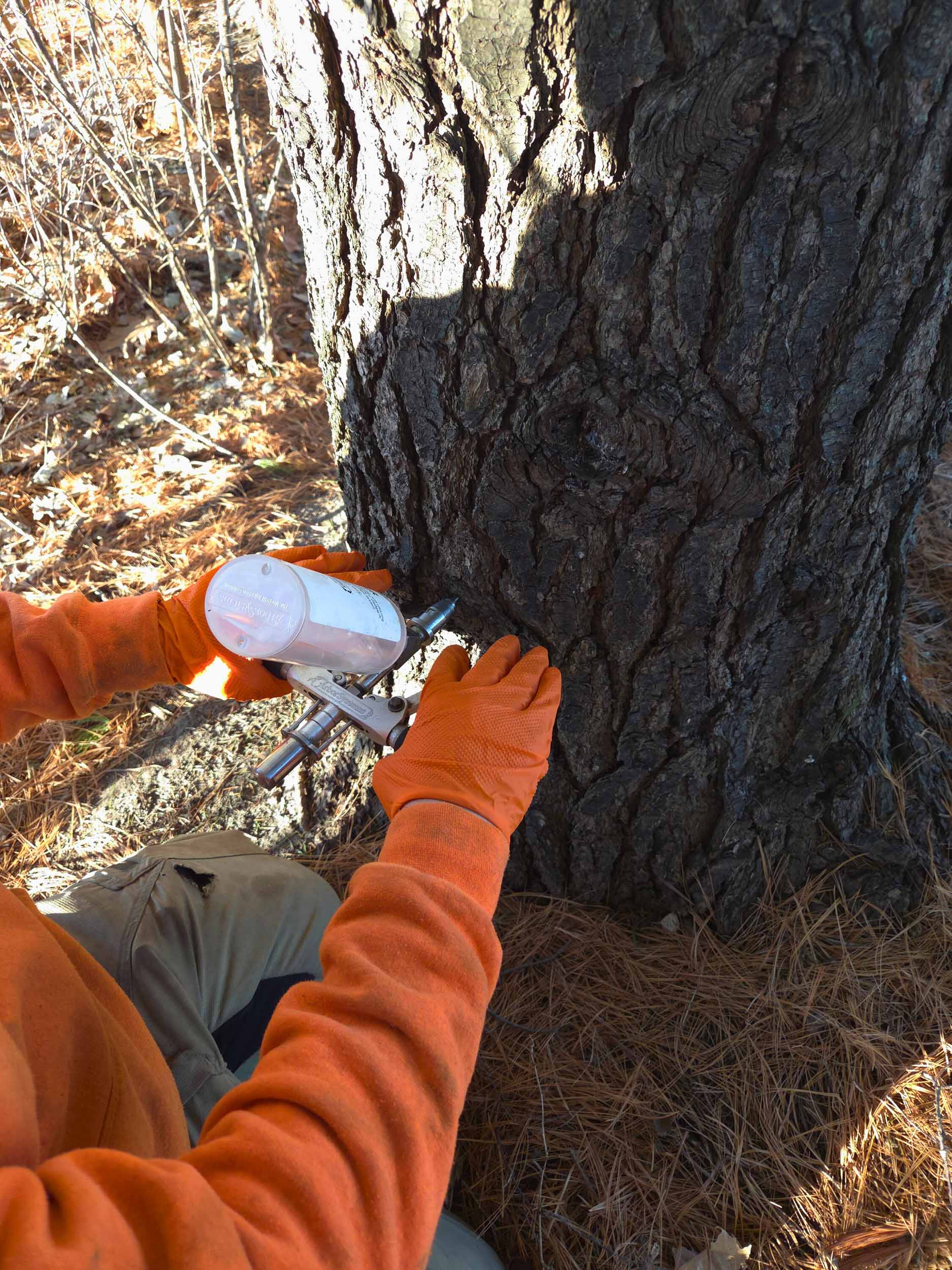 Plant health care and tree wellness services by ISA certified arborists