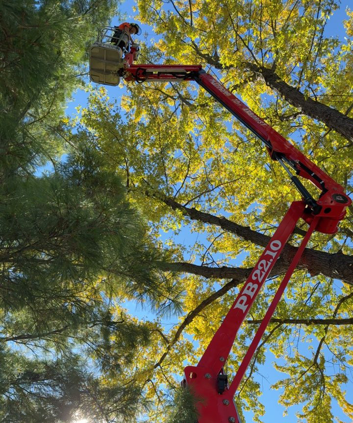 Structural pruning to develop strong branch architecture in young trees