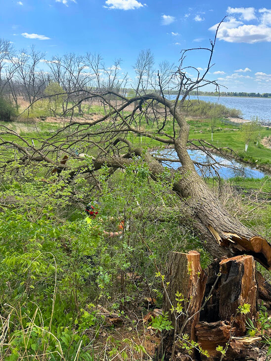 Fallen tree removal and cleanup service in Southern Wisconsin