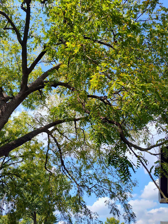Deadwood removal from tree canopy to improve safety and tree health