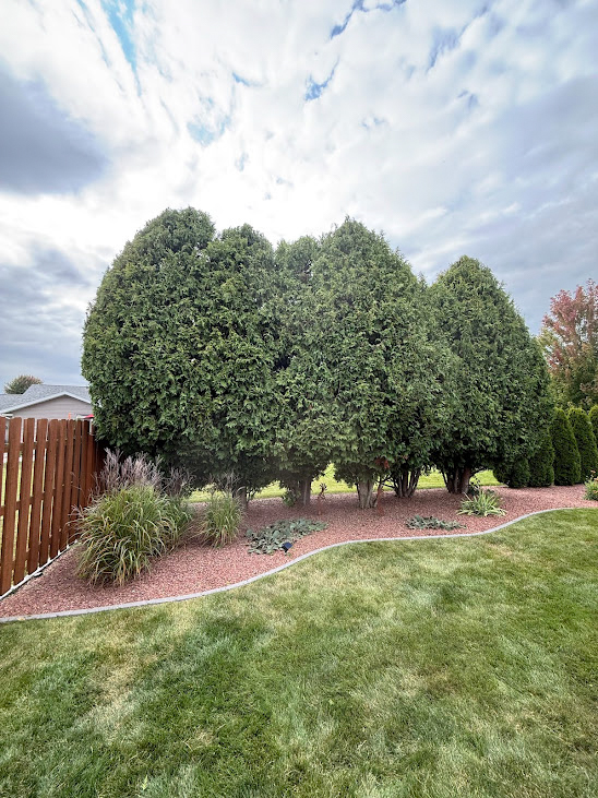 Certified arborist performing professional tree trimming service in Southern Wisconsin