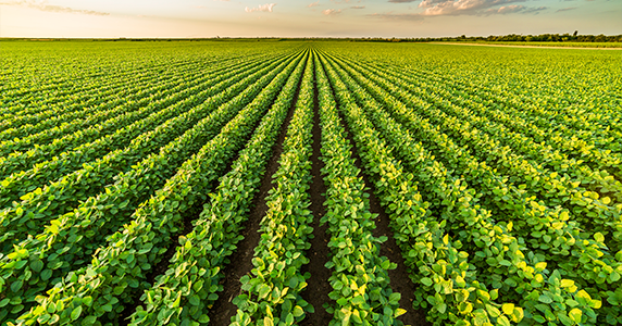 Row crops growing in an agricultural production field