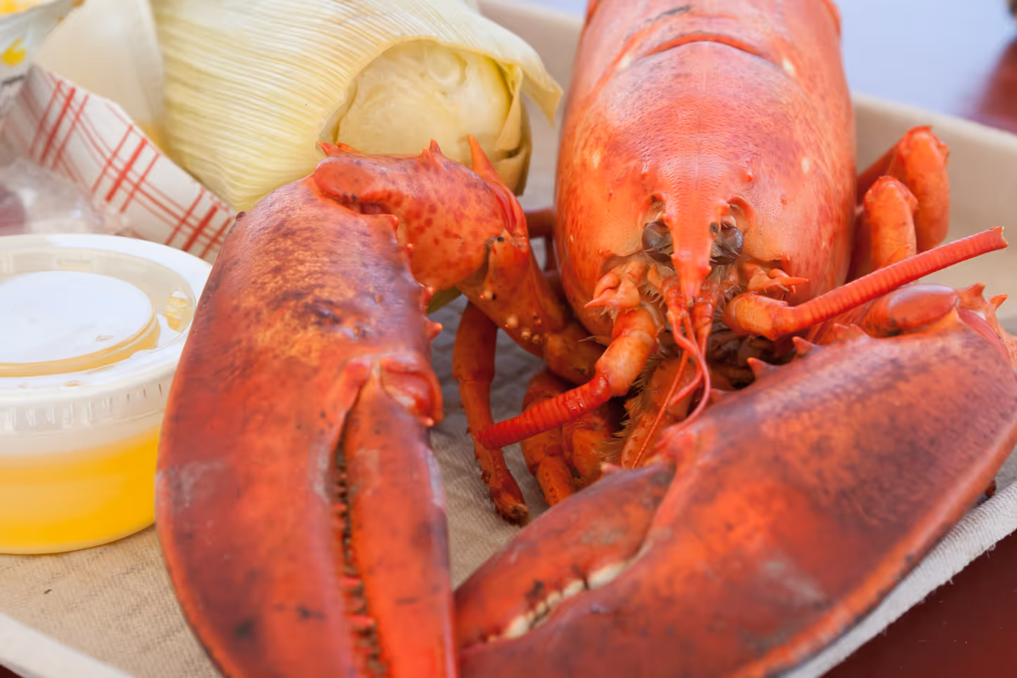 Fresh live Maine lobster served at The Crab Shack Crofton Tuesday special