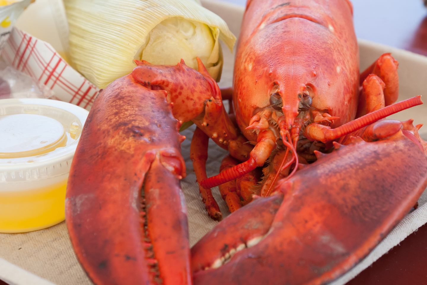 Fresh live Maine lobster served at The Crab Shack Crofton Tuesday special