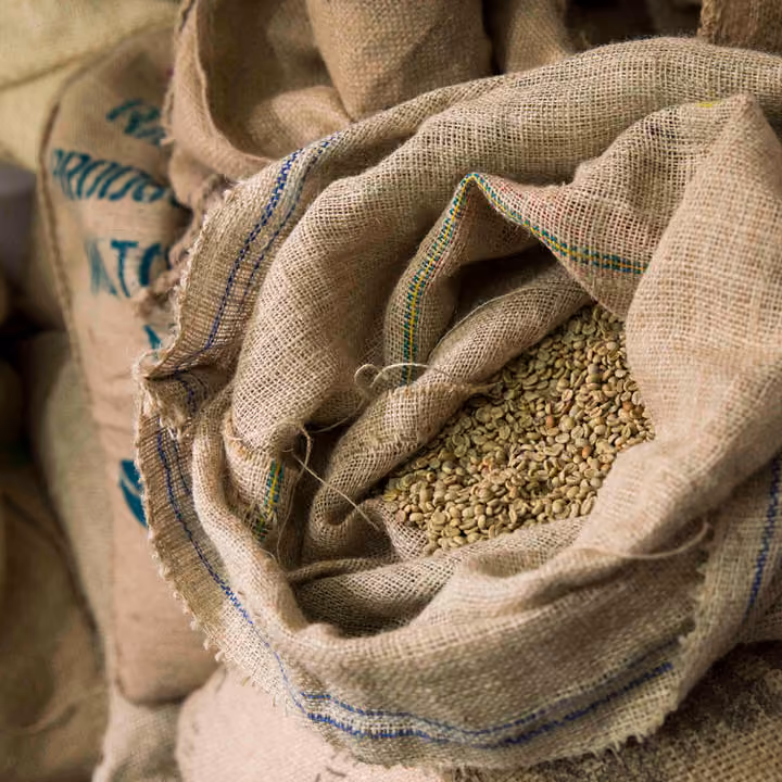 Open hessian sack of green coffee beans among stacked sacks