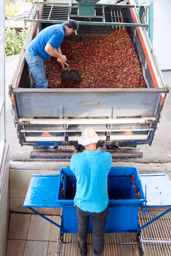 Workers unloading ripe coffee cherries at a wet mill in Costa Rica