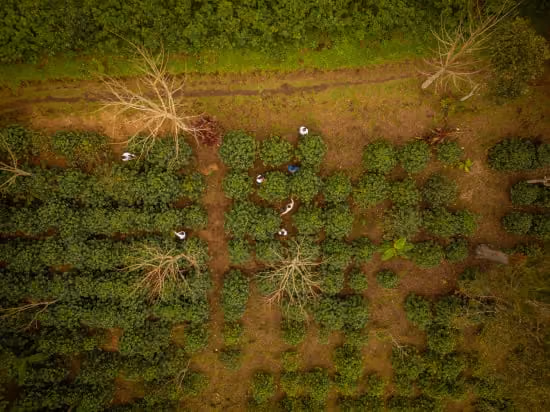 Aerial view of workers among rows of coffee plants at Cooperativa Chicoj, Guatemala