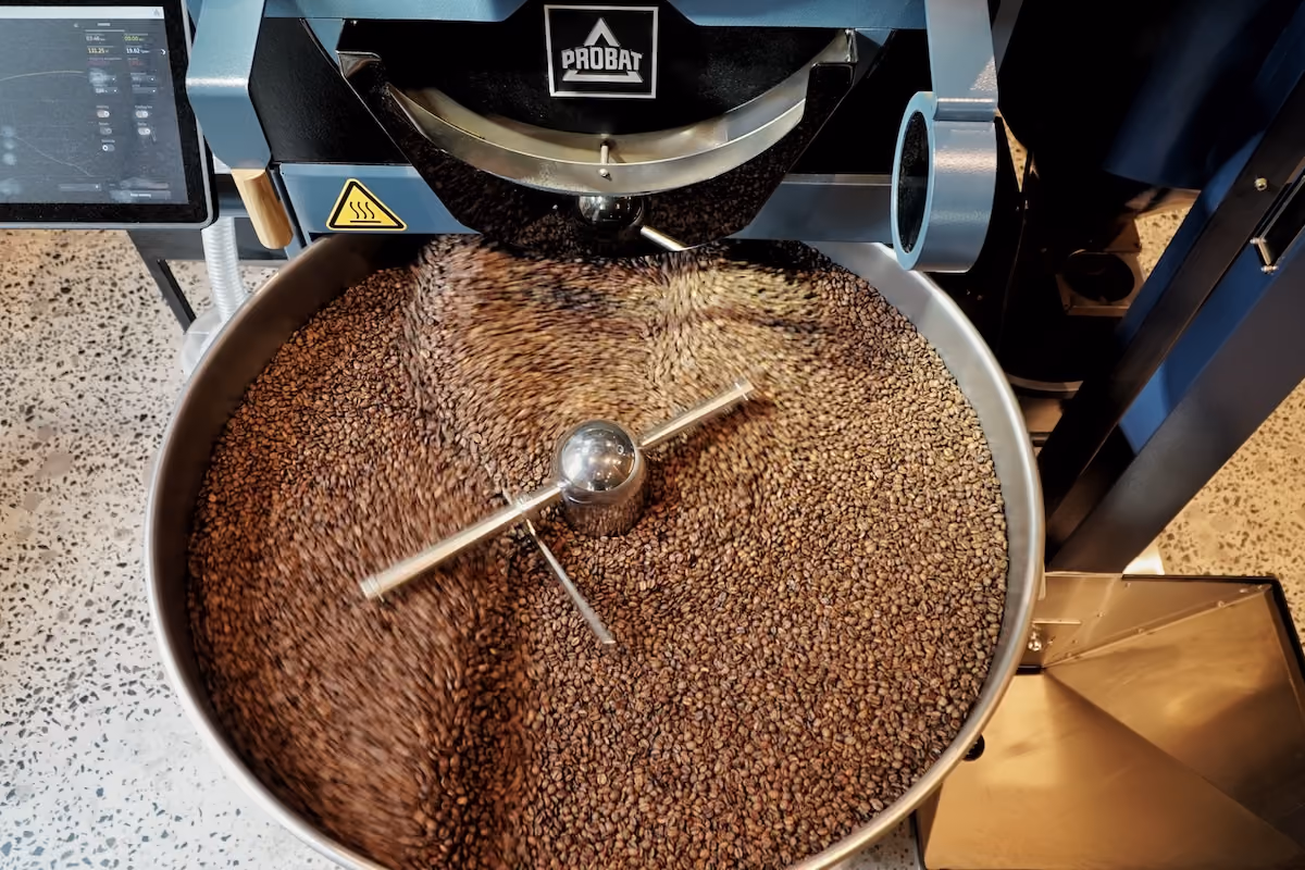 Roasted coffee beans cooling in a Probat roaster's cooling tray