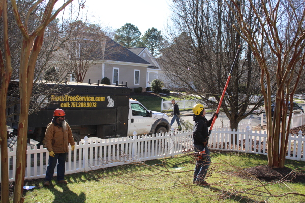 Arborist wearing safety gear climbing a tree with a chainsaw attached to his belt against a clear blue sky.