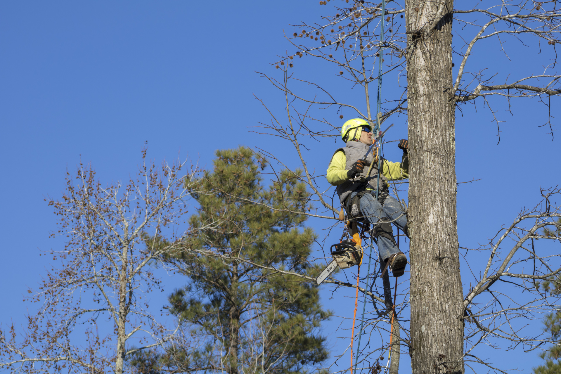 Tree removal crew cutting and lifting a large tree branch with a crane on a residential street under clear sky.