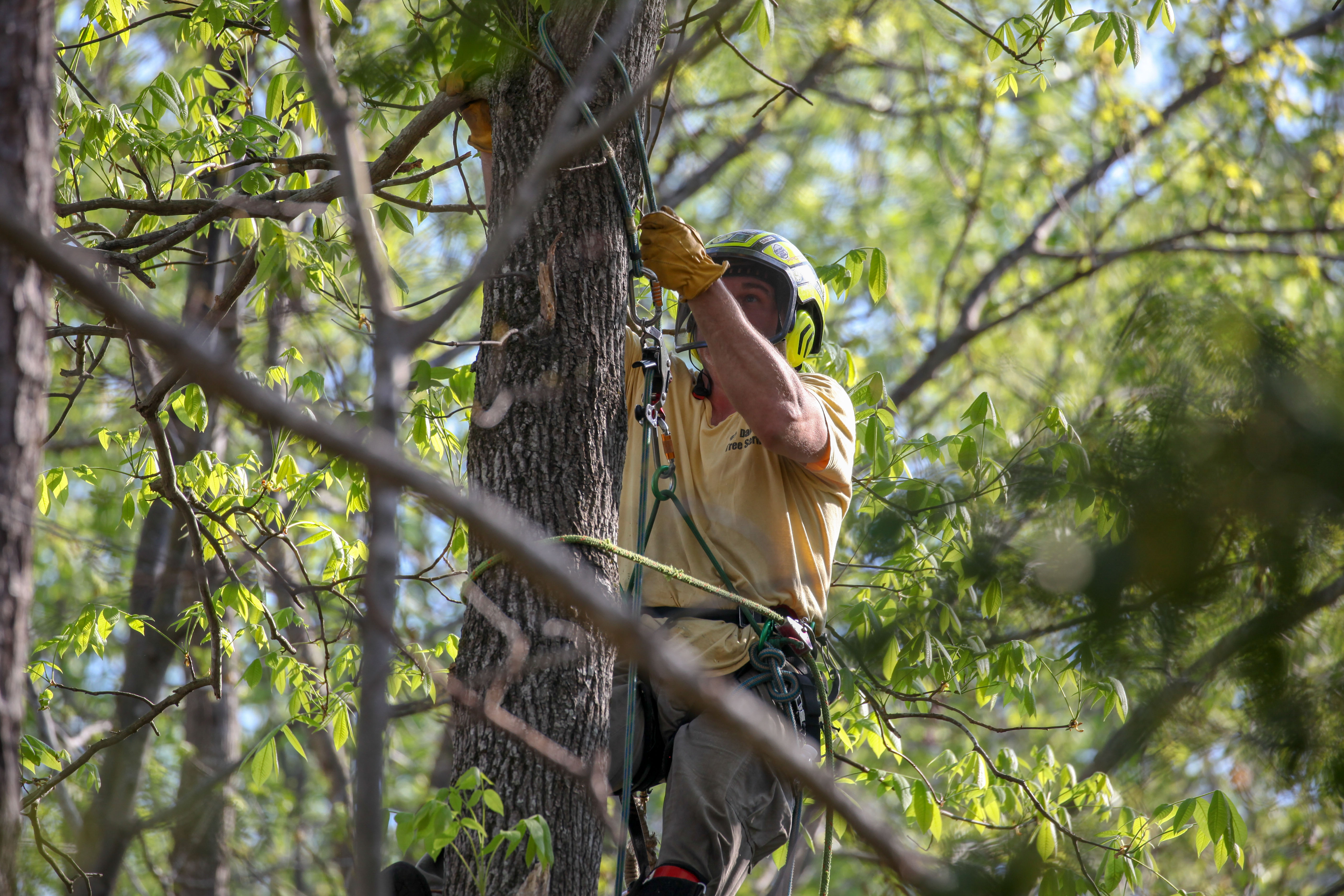 Tree worker wearing a helmet and gloves climbing a tree using ropes and safety harness surrounded by green leaves.