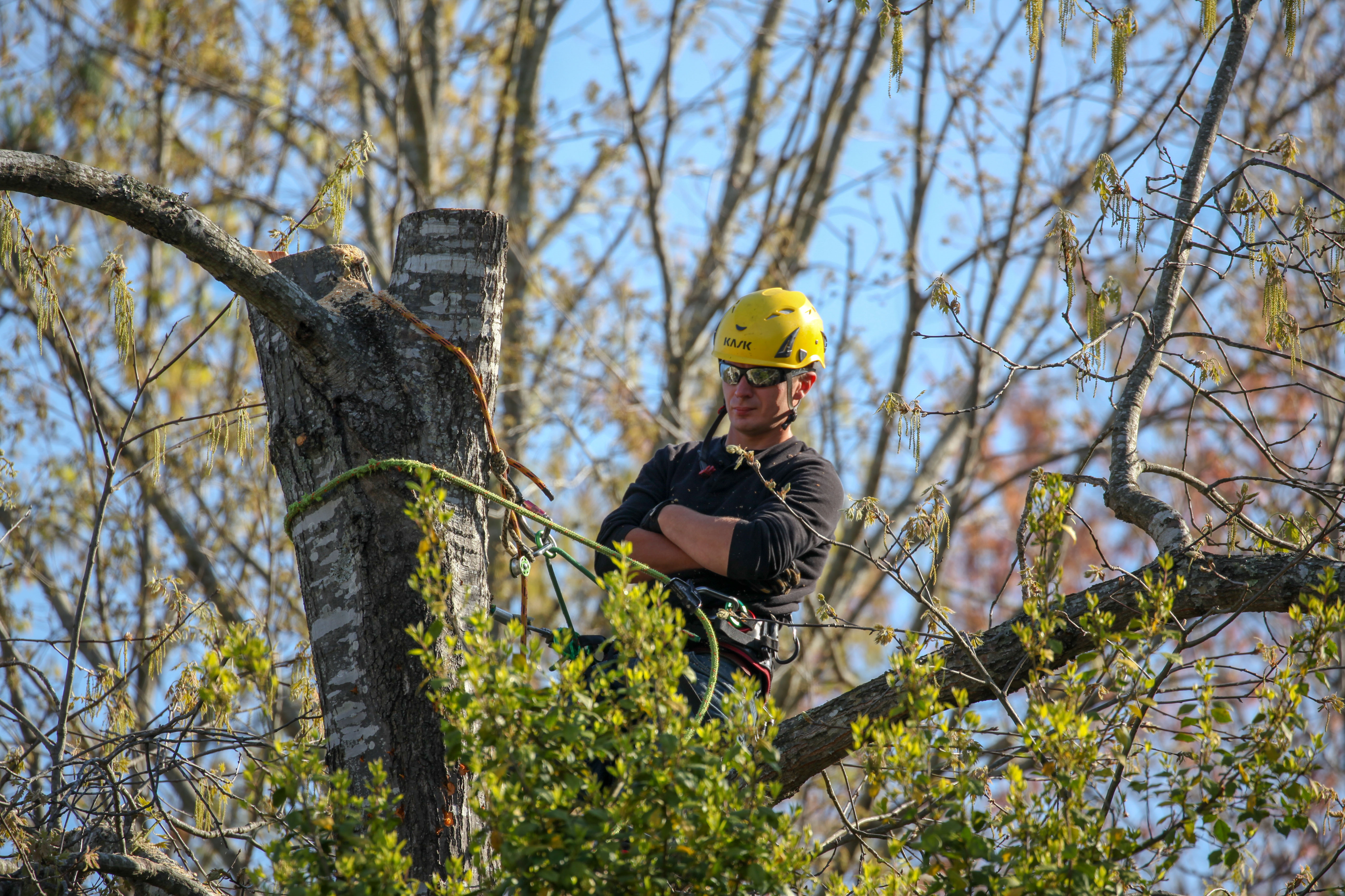 Worker wearing an orange helmet using a chainsaw to cut a large log held by heavy machinery, with wood chips flying.