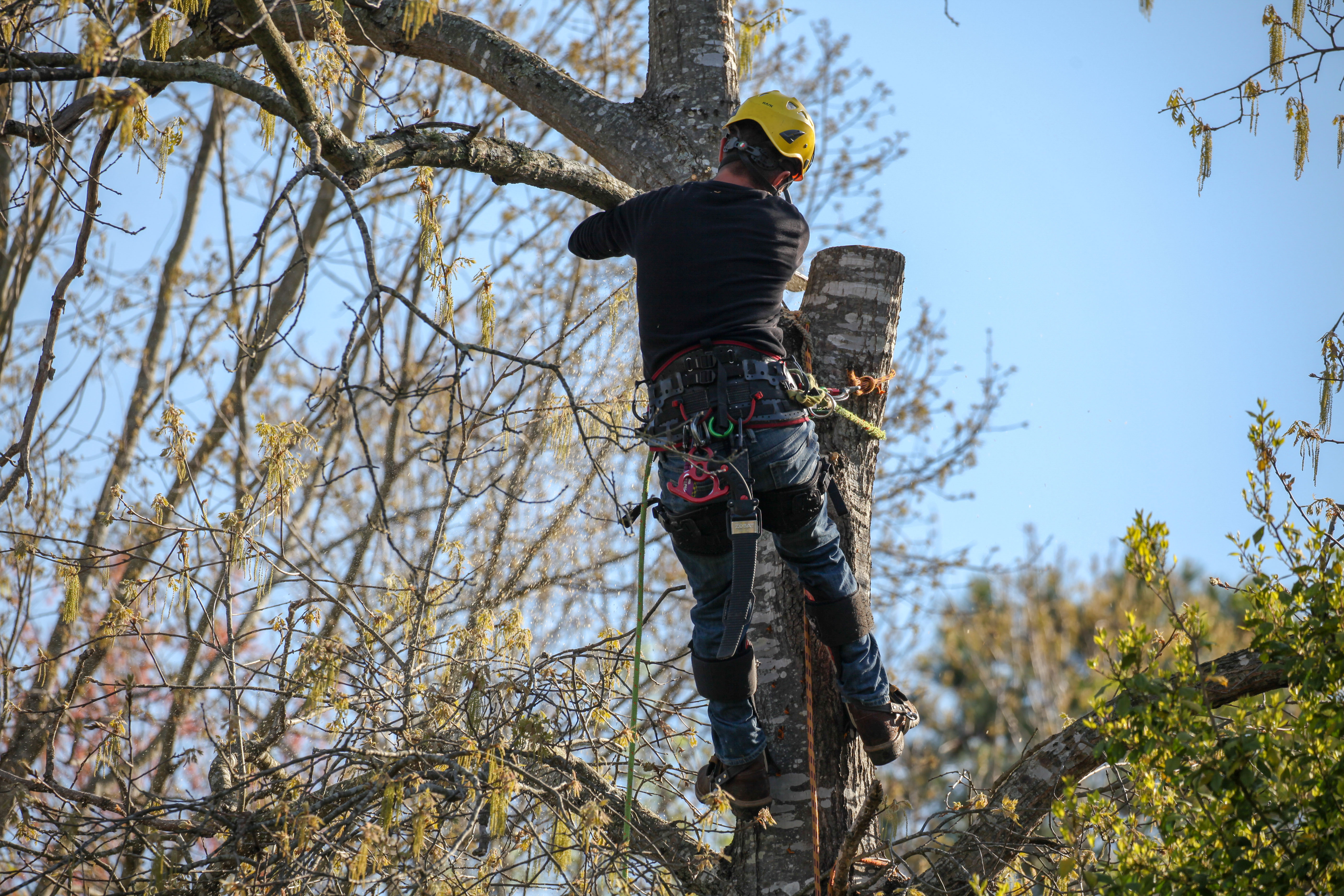 Arborist wearing safety gear and yellow helmet climbing a tree to trim branches on a sunny day.