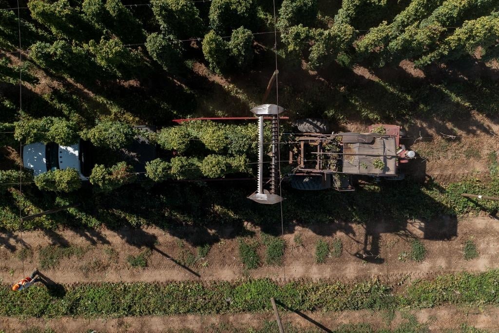 Drone perspective of a mechanical harvester cutting through a hop field, showing agricultural precision.