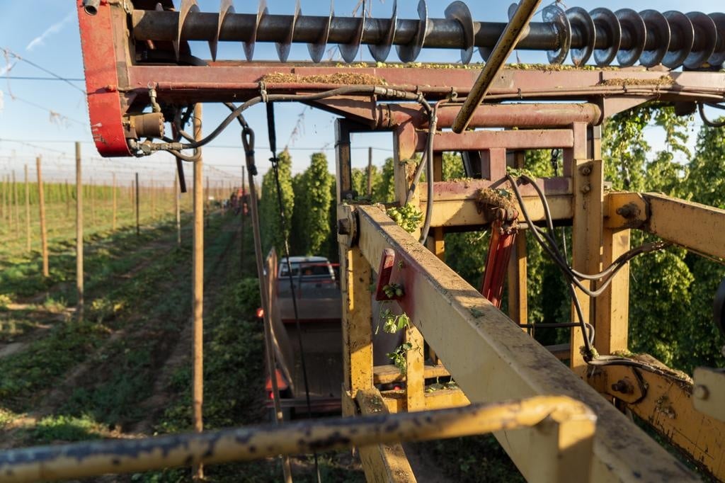 Close-up of a red mechanical top-cutter harvesting hops from high trellises in a Yakima Valley field.