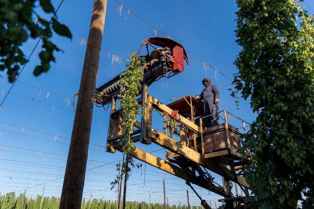 An indoor mechanical transport system moving green hop bines through various stages of technical processing.