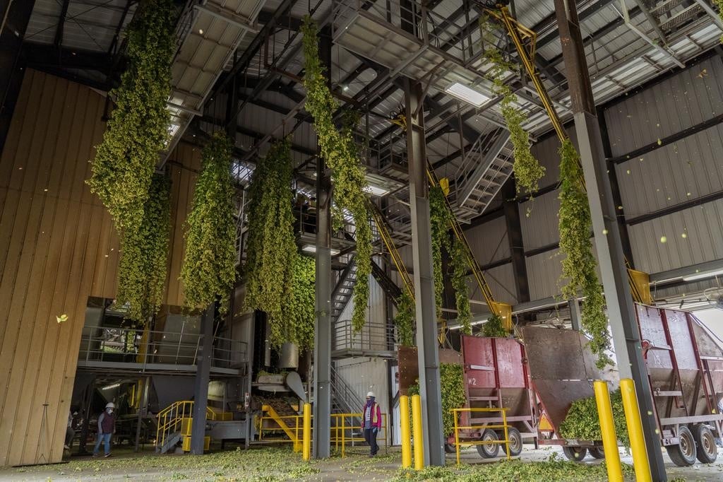 A professional field worker in safety gear and mask performing manual inspection in a hop yard, emphasizing BetaTec's commitment to safety.