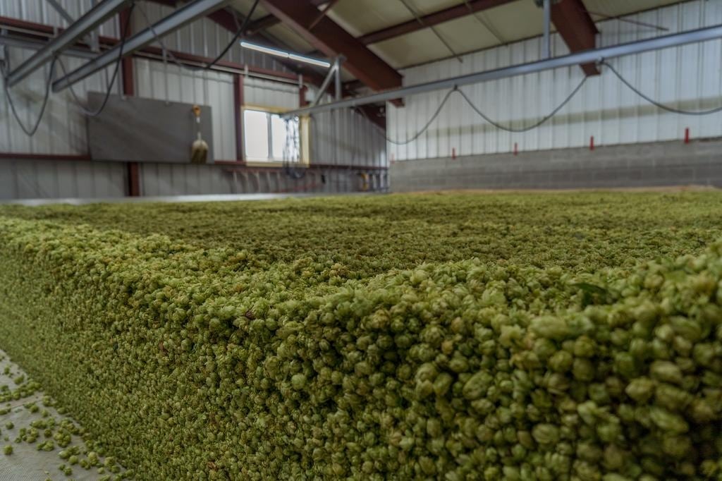 Interior view of a vertical hop processing facility showing the automated conveyor system used to maintain ingredient consistency.