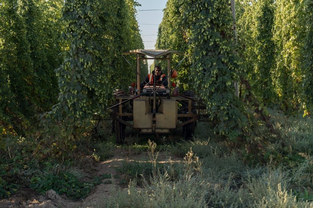 Wide-angle view of a Yakima hop yard during harvest, highlighting the engineering of the high-trellis support system.