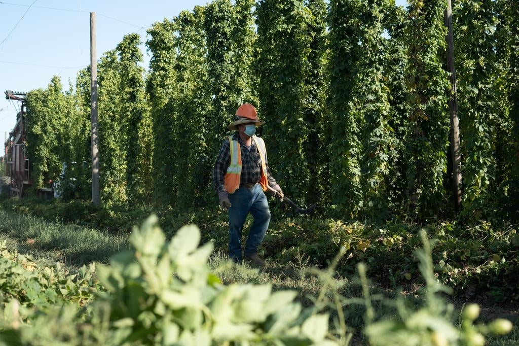 Close-up of a red mechanical top-cutter harvesting hops from high trellises in a Yakima Valley field.