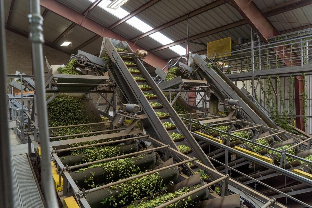 A multi-lane industrial conveyor system sorting harvested hops into processing streams in a modern facility.