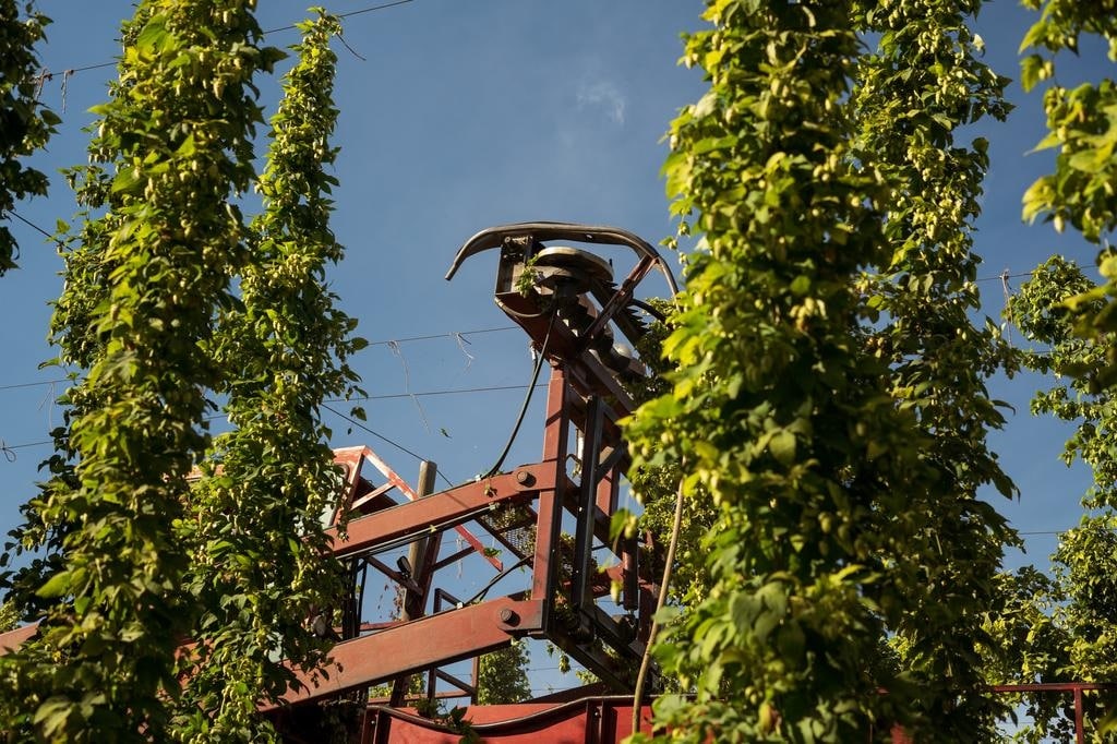 Drone perspective of a mechanical harvester cutting through a hop field, showing agricultural precision.