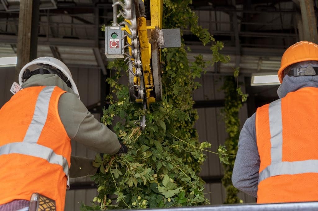 Two technical field workers in safety vests securing fresh hop bines onto a vertical conveyor system for processing.