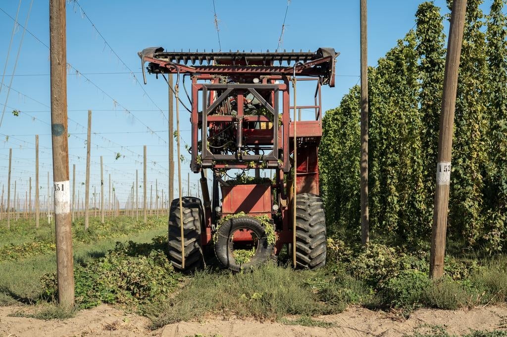A tractor equipped with specialized harvesting tools navigating through mature, high-density hop bines.