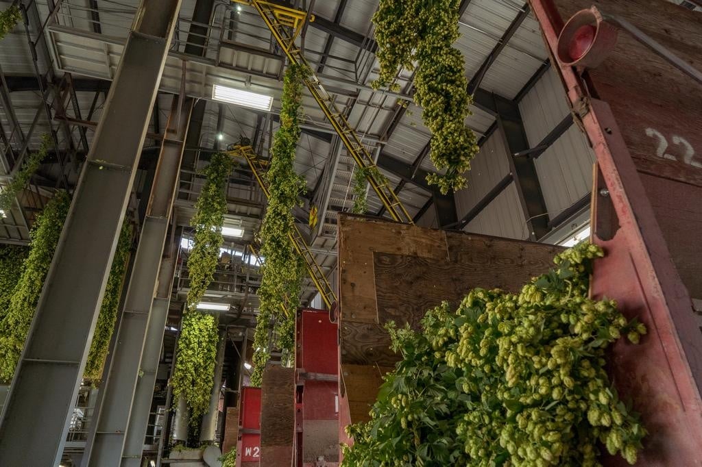 Detailed view of the precision sorting mechanism that ensures consistent quality of BetaTec hop ingredients.